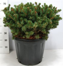 Picea pungens 'Lucky Strike'