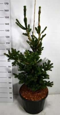 Picea pungens 'Lucky Strike'