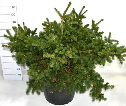 Picea pungens 'Lucky Strike'