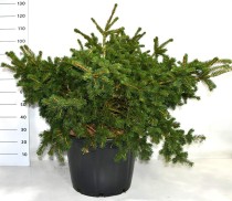 Picea pungens 'Lucky Strike'