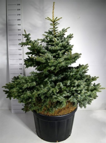 Picea pungens 'Montgomery'