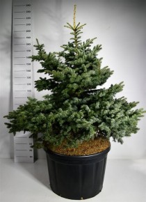 Picea pungens 'Montgomery'