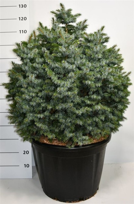 Picea sitchensis 'Tenas'