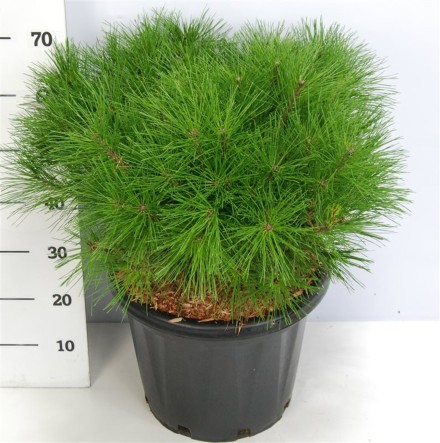 Pinus d. 'Alice Verkade'