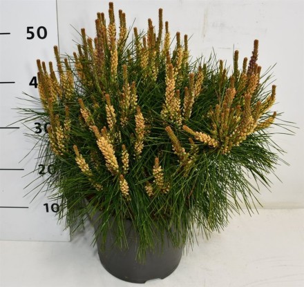 Pinus d. 'Alice Verkade'