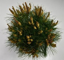 Pinus d. 'Alice Verkade'