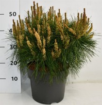 Pinus d. 'Alice Verkade'