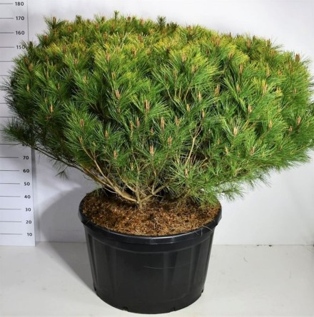 Pinus d. 'Alice Verkade'