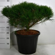 Pinus d. 'Alice Verkade'