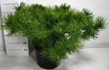 Pinus d. 'Jane Kluis'