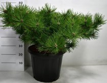 Pinus d. 'Jane Kluis'