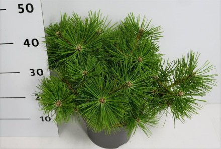 Pinus d. 'Jane Kluis'