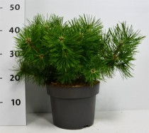 Pinus d. 'Jane Kluis'