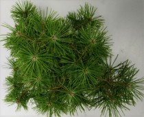 Pinus d. 'Jane Kluis'