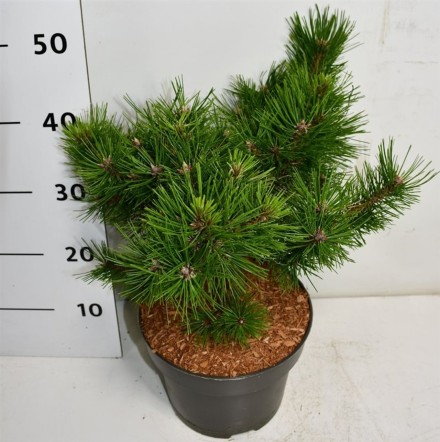 Pinus d. 'Low Glow'