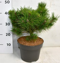Pinus d. 'Low Glow'