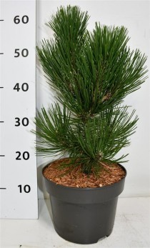 Pinus heldreichii 'Malinki'