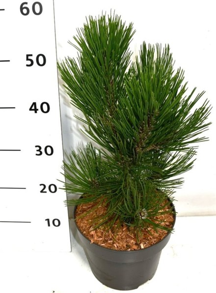 Pinus heldreichii 'Malinki'