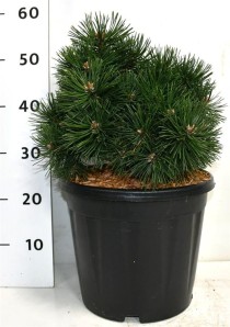 Pinus mugo 'Green Pearl'