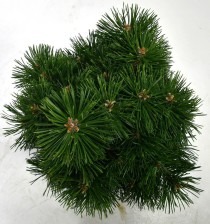 Pinus mugo 'Green Pearl'