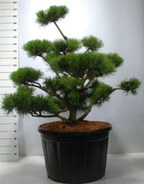 Pinus mugo