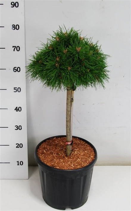 Pinus mugo 'Benjamin'