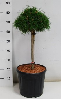 Pinus mugo 'Benjamin'