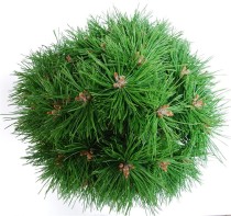 Pinus mugo 'Benjamin'