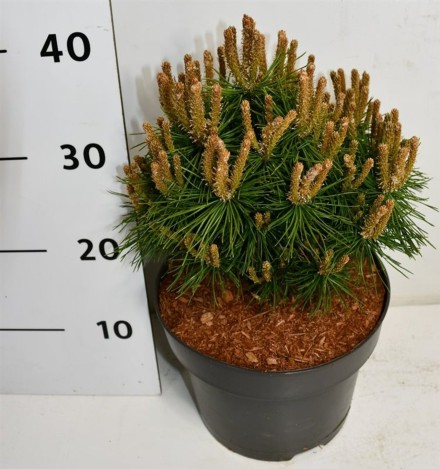 Pinus mugo 'Benjamin'