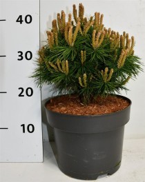 Pinus mugo 'Benjamin'