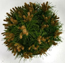 Pinus mugo 'Benjamin'