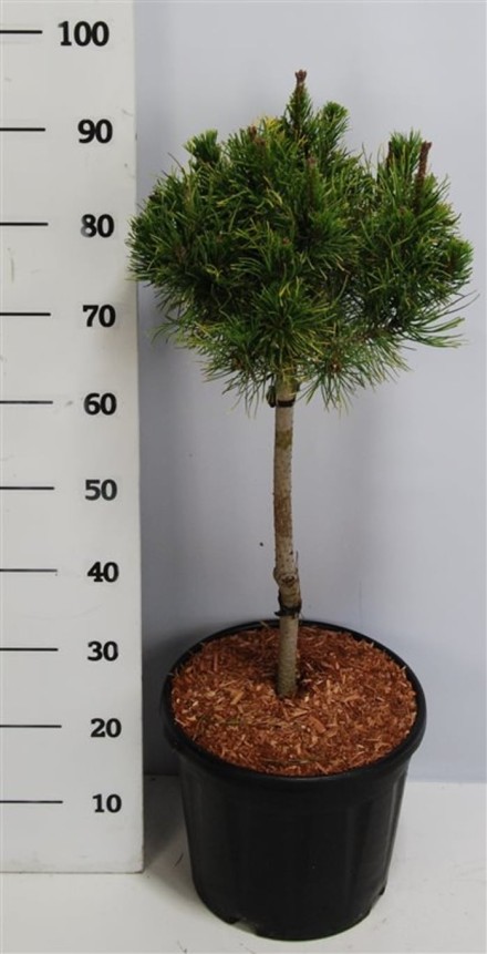 Pinus mugo 'Carsten'