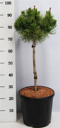 Pinus mugo 'Carsten'