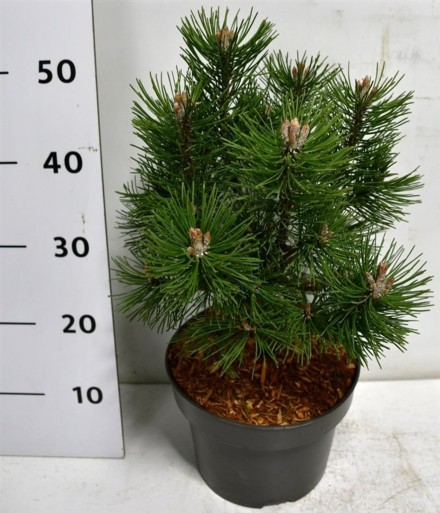 Pinus mugo 'Columbo'
