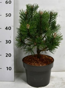 Pinus mugo 'Columbo'