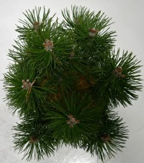 Pinus mugo 'Columbo'