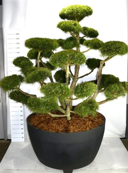 Pinus mugo 'Gnom'