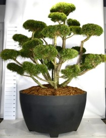 Pinus mugo 'Gnom'