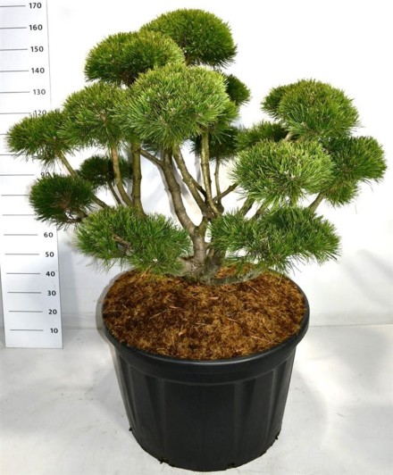 Pinus mugo 'Gnom'