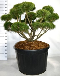 Pinus mugo 'Gnom'