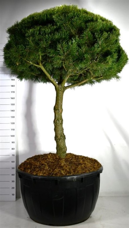 Pinus mugo 'Gnom'