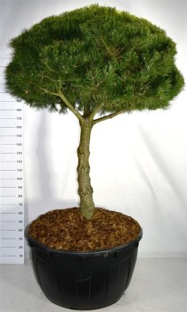 Pinus mugo 'Gnom'