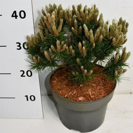 Pinus mugo 'Heideperle'