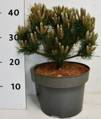Pinus mugo 'Heideperle'