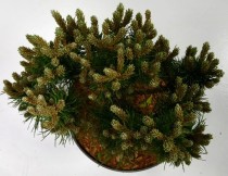 Pinus mugo 'Heideperle'