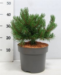 Pinus mugo 'Klosters Grun'