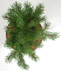 Pinus mugo 'Klosters Grun'