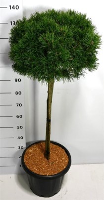 Pinus mugo 'Laurin'