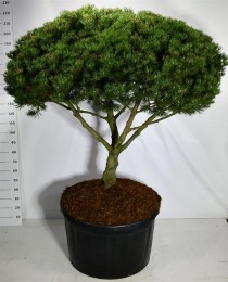 Pinus mugo 'Laurin'