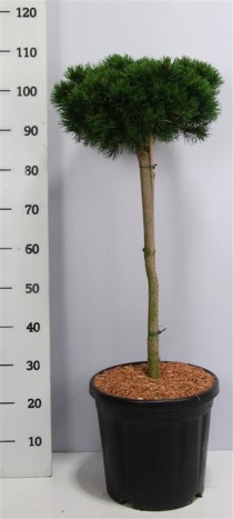 Pinus mugo 'Lilliput'